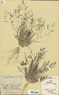 spécimen de Eragrostis pectinacea