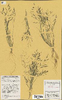 spécimen de Eragrostis pectinacea