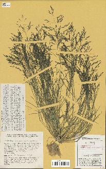 spécimen de Eragrostis pectinacea