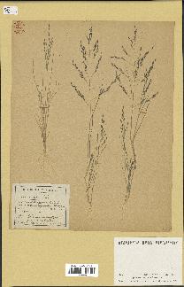 spécimen de Eragrostis pectinacea