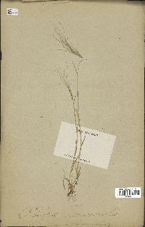 spécimen de Aegilops triuncialis