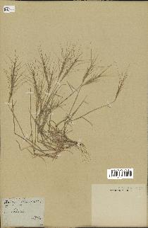 spécimen de Aegilops triuncialis