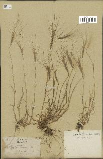spécimen de Aegilops triuncialis