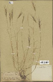 spécimen de Aegilops triuncialis