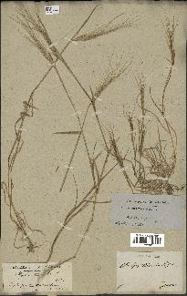 spécimen de Aegilops triuncialis