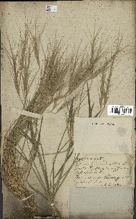 spécimen de Aegilops triuncialis