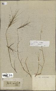 spécimen de Aegilops triuncialis