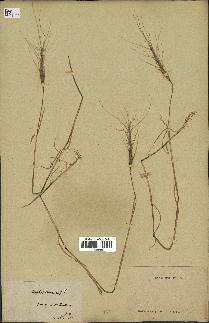 spécimen de Aegilops triuncialis