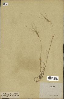 spécimen de Aegilops triuncialis
