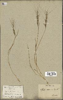 spécimen de Aegilops triuncialis