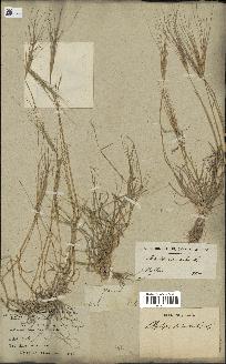 spécimen de Aegilops triuncialis