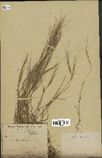 spécimen de Aegilops triuncialis