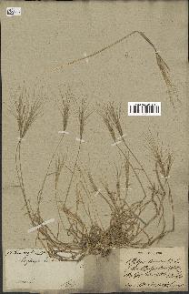spécimen de Aegilops triuncialis