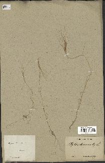 spécimen de Aegilops triuncialis