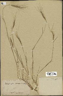 spécimen de Aegilops triuncialis