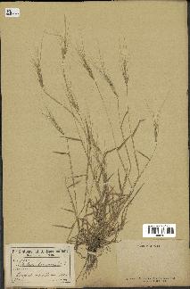 spécimen de Aegilops triuncialis
