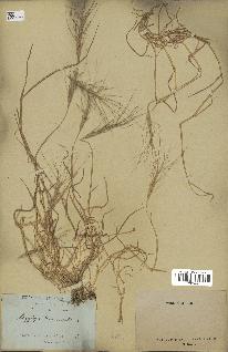 spécimen de Aegilops triuncialis