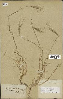 spécimen de Aegilops triuncialis
