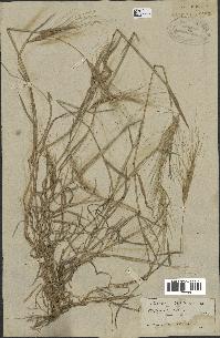 spécimen de Aegilops triuncialis