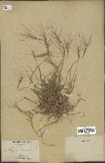 spécimen de Aegilops triuncialis