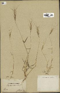 spécimen de Aegilops triuncialis