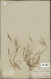 spécimen de Aegilops triuncialis