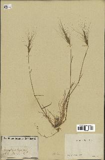 spécimen de Aegilops triuncialis