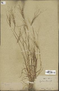 spécimen de Aegilops triuncialis