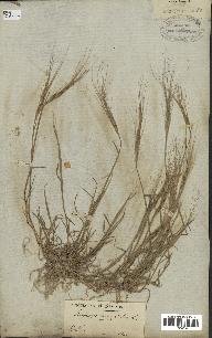 spécimen de Aegilops triuncialis