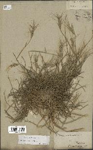 spécimen de Aegilops triuncialis