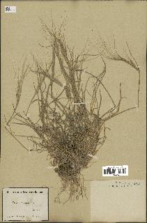 spécimen de Aegilops triuncialis