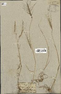 spécimen de Aegilops triuncialis