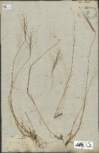 spécimen de Aegilops triuncialis