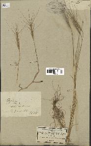 spécimen de Aegilops triuncialis
