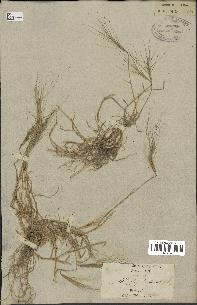 spécimen de Aegilops triuncialis