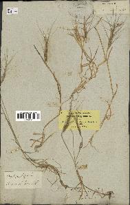 spécimen de Aegilops triuncialis