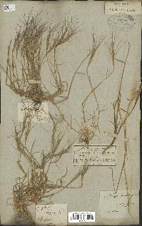 spécimen de Aegilops triuncialis