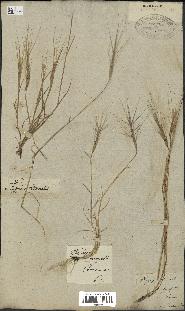 spécimen de Aegilops triuncialis