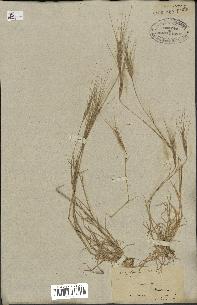 spécimen de Aegilops triuncialis