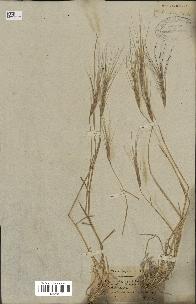 spécimen de Aegilops triuncialis