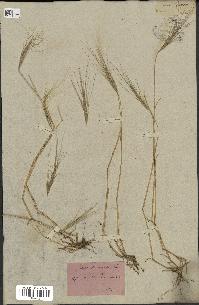 spécimen de Aegilops triuncialis