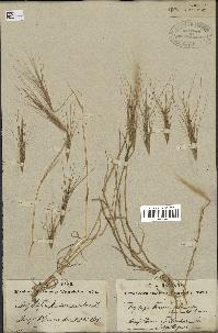 spécimen de Aegilops triuncialis