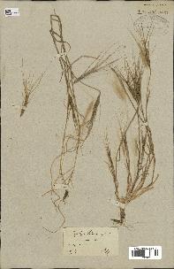spécimen de Aegilops triuncialis