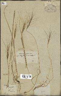 spécimen de Aegilops triuncialis