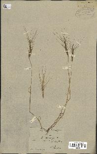 spécimen de Aegilops triuncialis