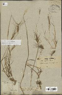 spécimen de Aegilops triuncialis