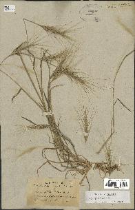spécimen de Aegilops triuncialis