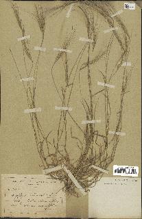 spécimen de Aegilops triuncialis
