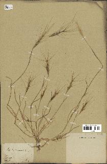 spécimen de Aegilops triuncialis