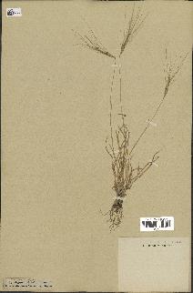 spécimen de Aegilops triuncialis